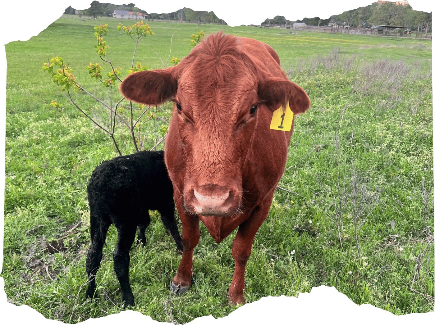 Stone Cottage Ranch - CowCalf Operation Stone Cottage Ranch